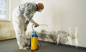 Environmental Consulting for Mold Prevention in Fall River, MA