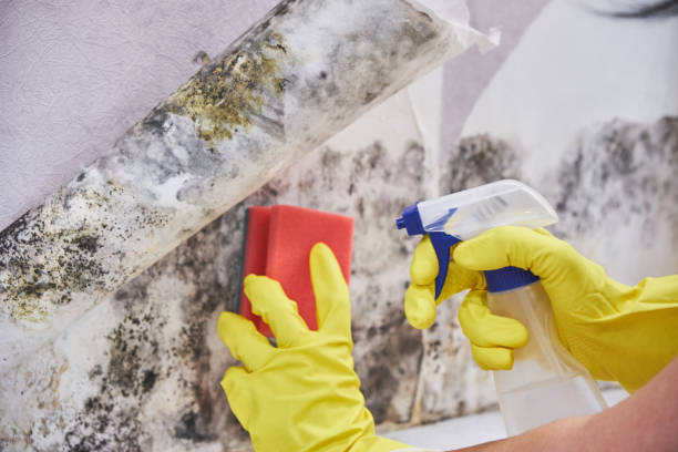 Trusted Fall River, MA Mold Removal Services Experts